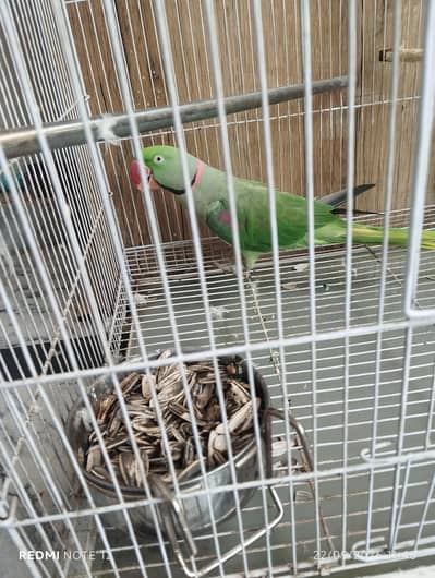 parrot for sell