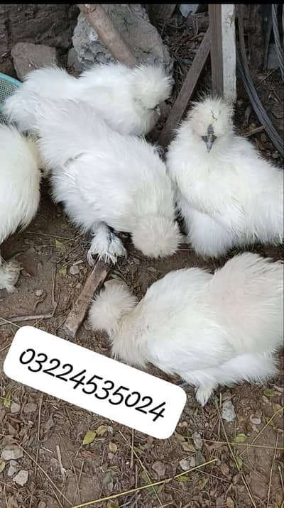 Silky , Silkie Fertile Eggs (03224535024)
