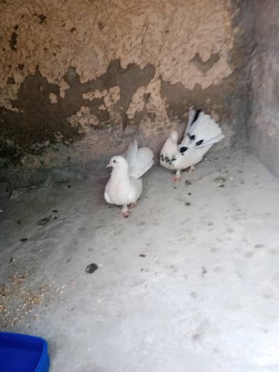lakky kabutar ka jora hai crossing kr rhy hai video bhi available hai