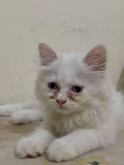 Persian Cat Kids Pair