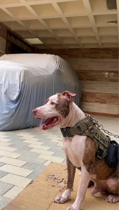 Pit bull dog / best for security/fully trained