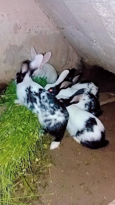 red eyes female rebit for sale