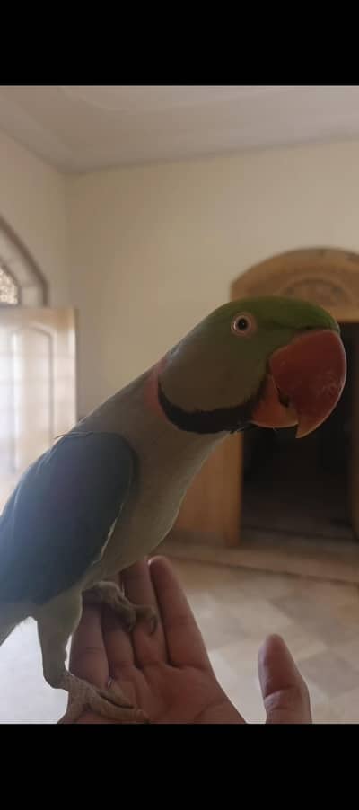 Talking raw parrot
