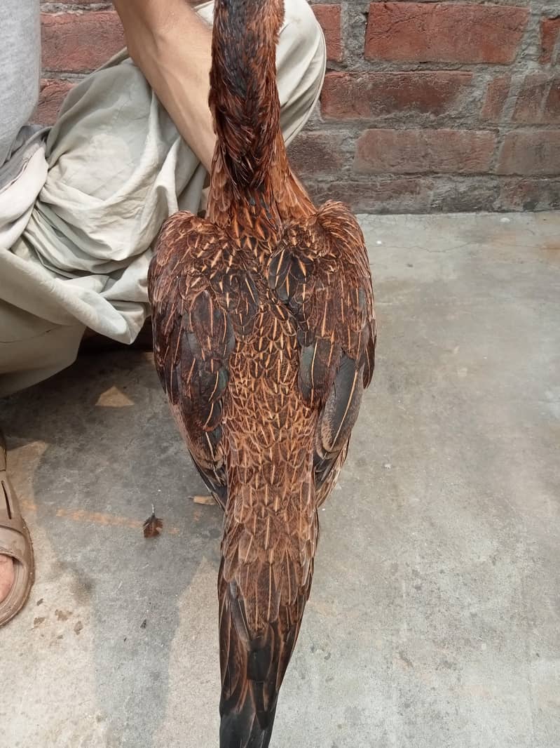 aseel Pakistani 5