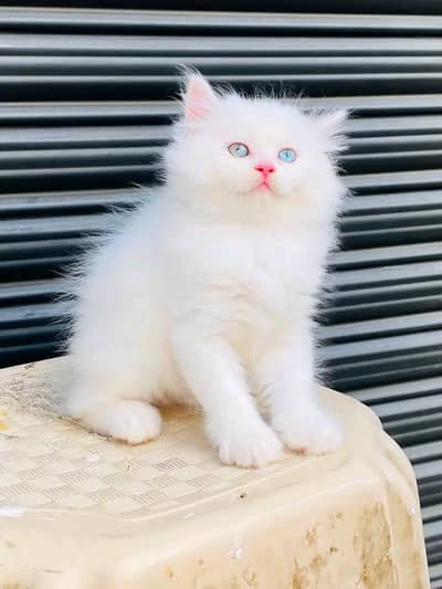 Cat | kittens | Persian | 3 Cote | Fluffy WA mesg 0348 | 0163 π√ 063