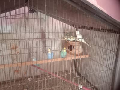 Birds