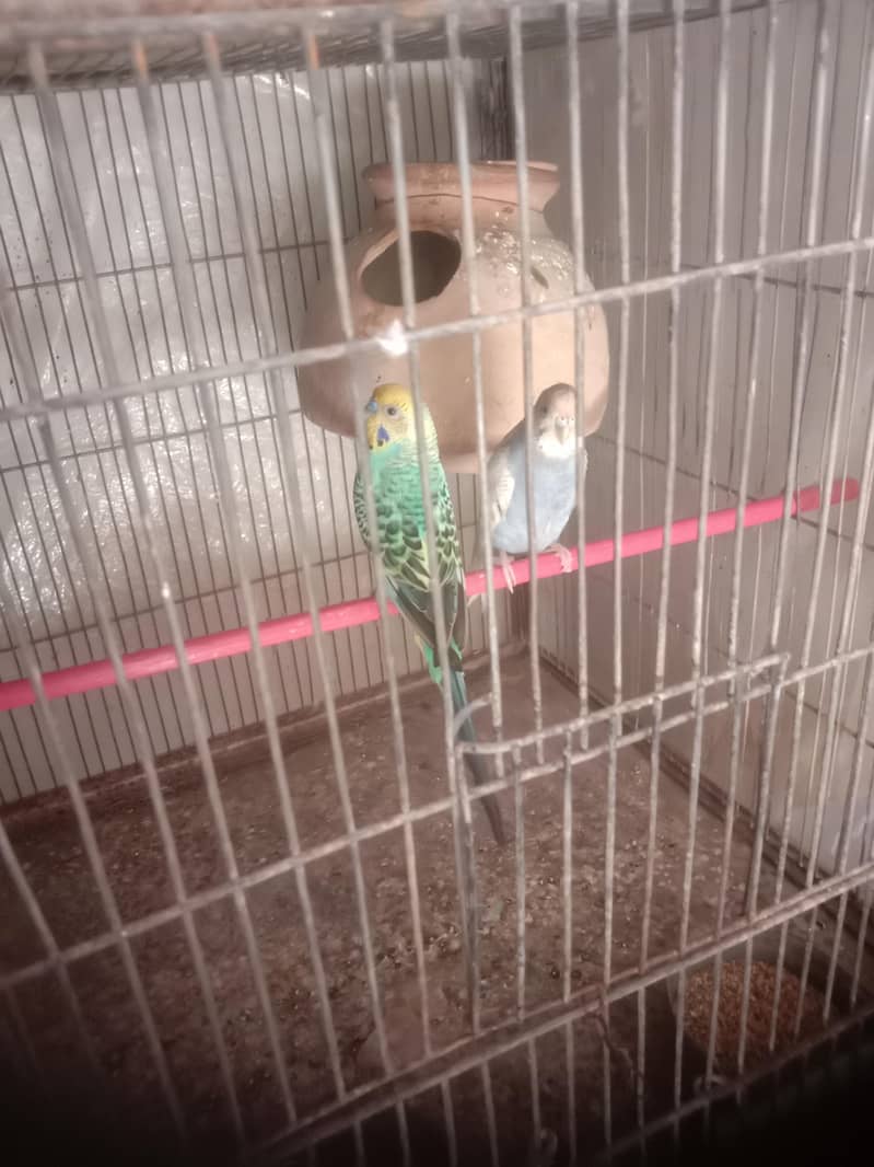 Birds 1