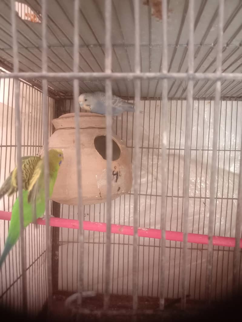 Birds 2