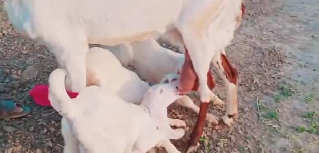 3 Bacchon Ka Sath Desi Bakri For Sale call _ 03081612776