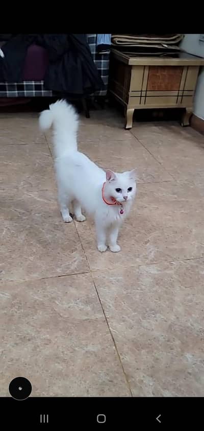 Russian Female Cat