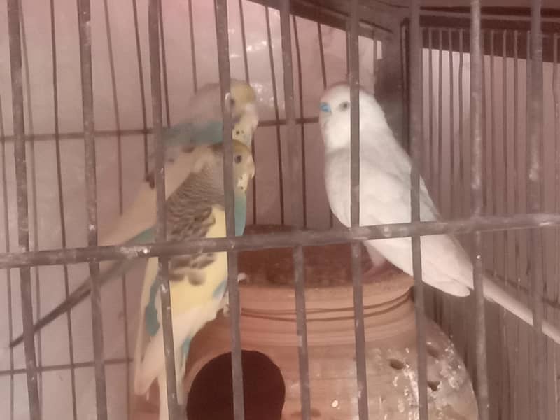 Birds 3