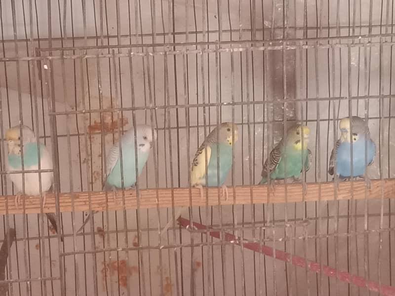 Birds 4