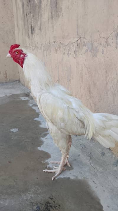 BEAUTIFUL PATHA 03085370553