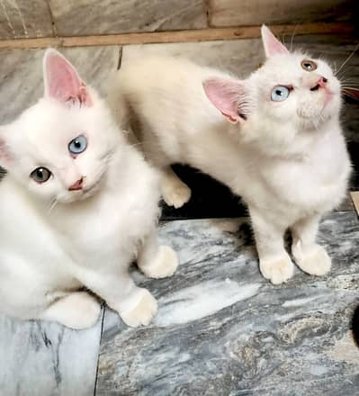 Beautiful White Persian Triple Coat Odd-Eye Kittens for Sale | Healthy