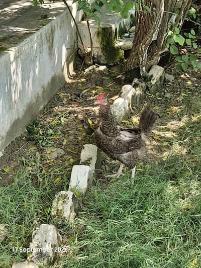 Hens Andy da rahi ha For sale
