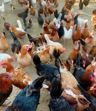 Golden Misri Egg laying Females