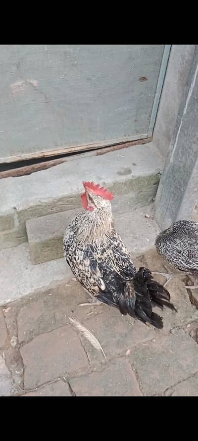 dolgen misri hen