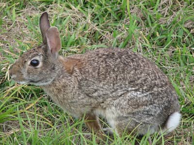 rabbit pair