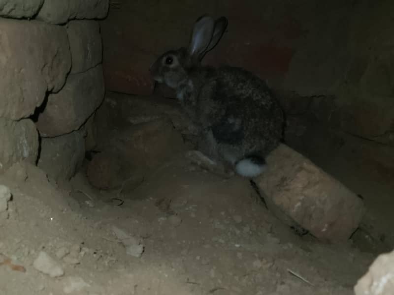 rabbit pair 1