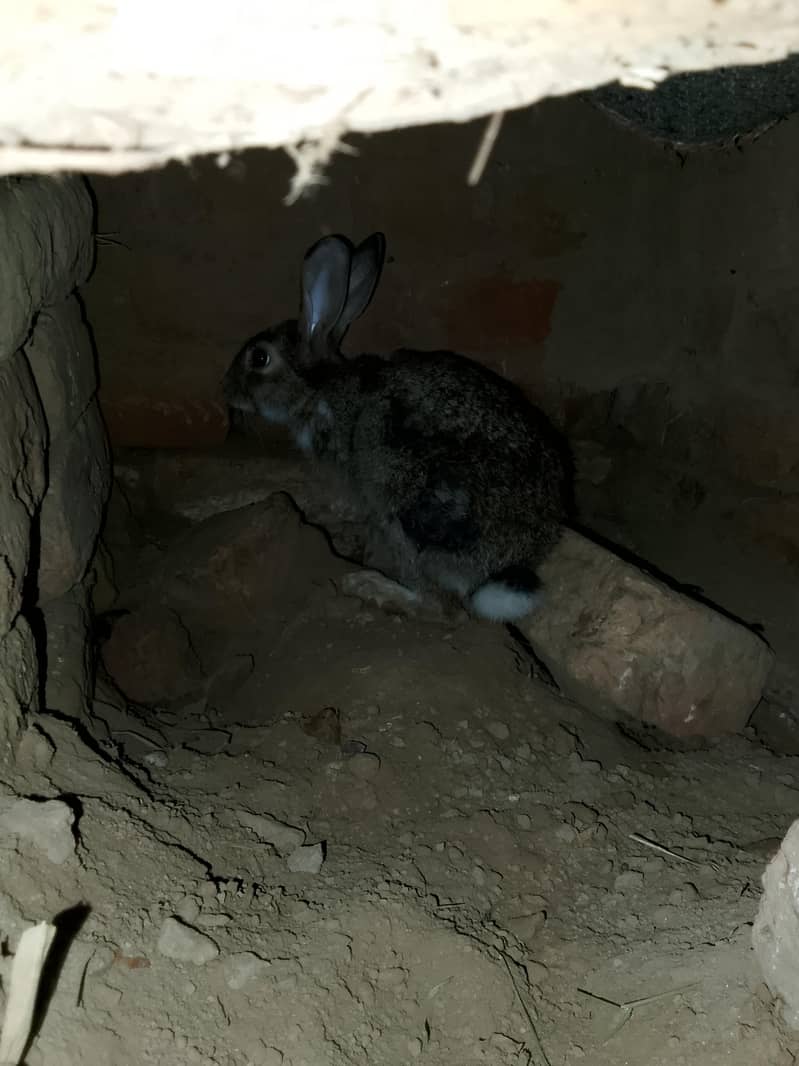 rabbit pair 2