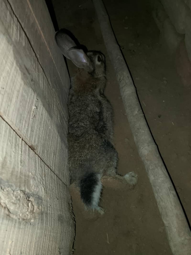 rabbit pair 3