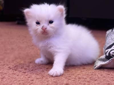 Persian kitten