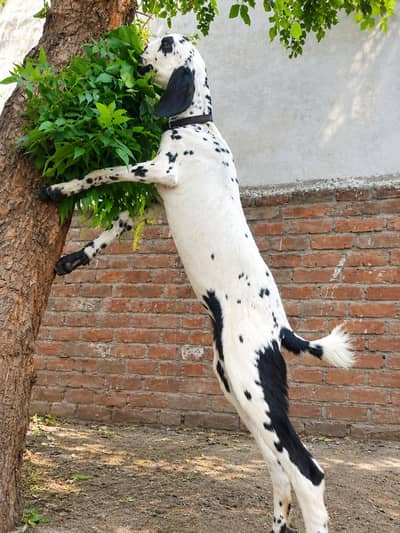 char mah ki gaban bakri hand pure desi bakri 03254989145.