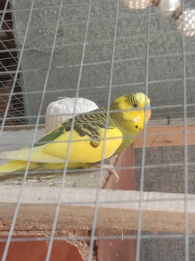 love birds