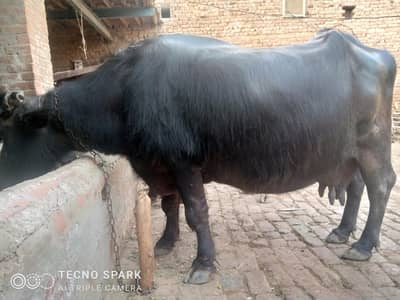 Buffaloes | Cow | Kundi | For Sale
