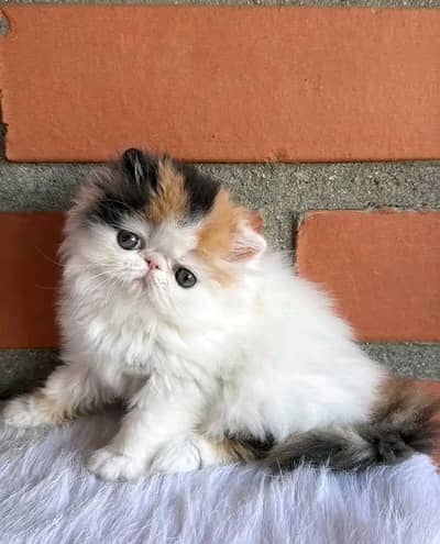 Cat | kittens | Persian | 3 Cote | Fluffy WA mesg 0348 | 0163 ^π^ 063