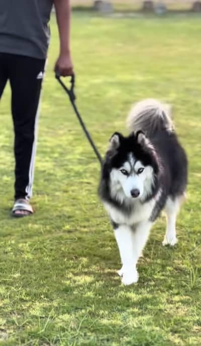 Huskey