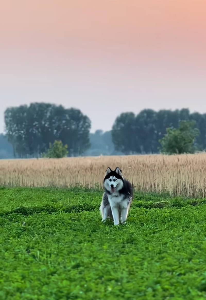 Huskey 1