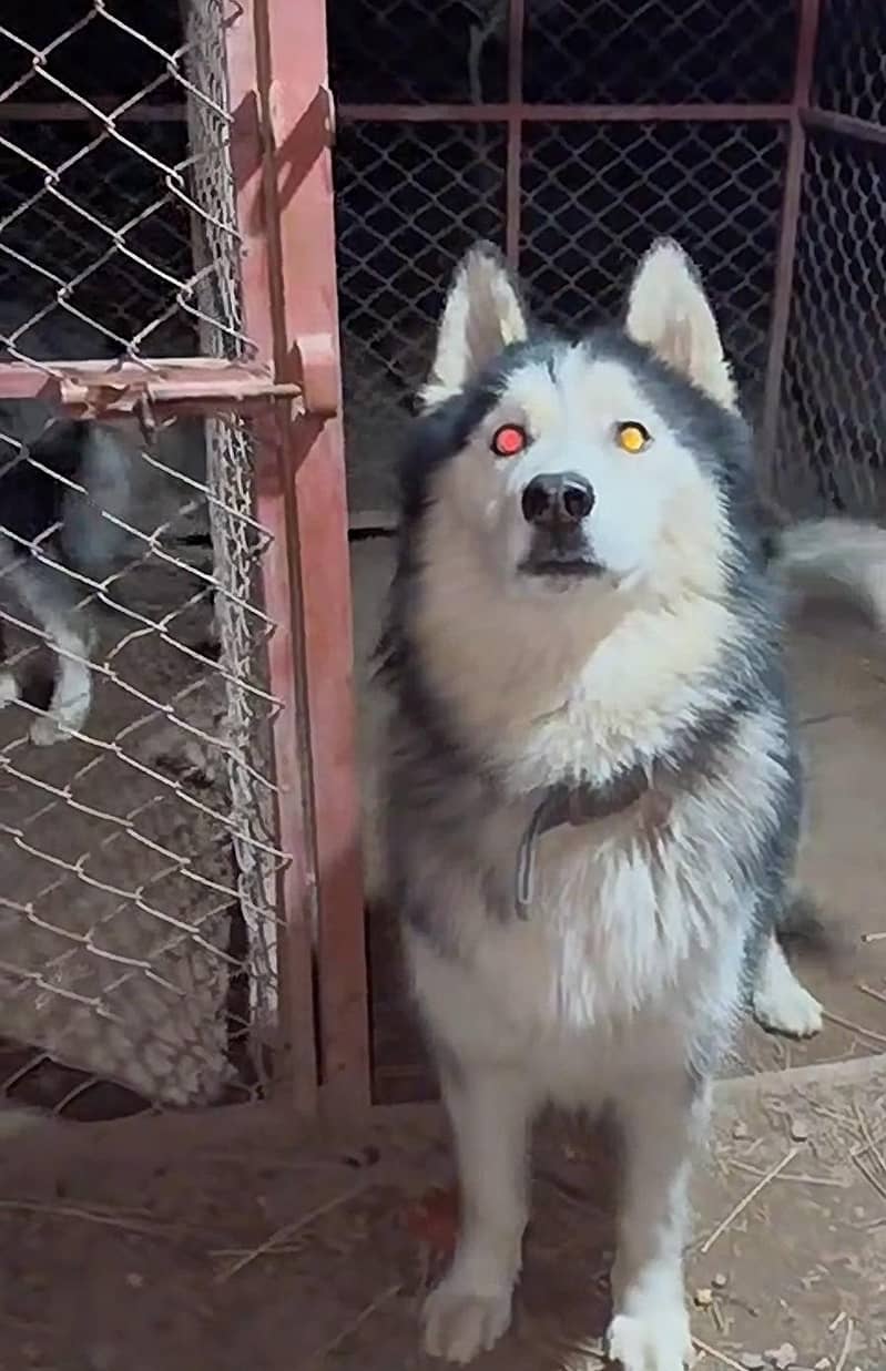 Huskey 2