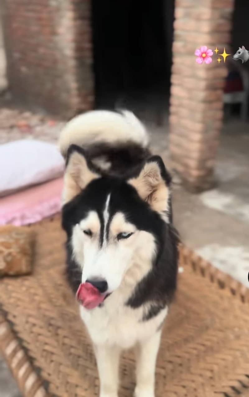 Huskey 3