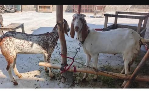 pure desi makhi china pair ek male ek female 65000 k dono