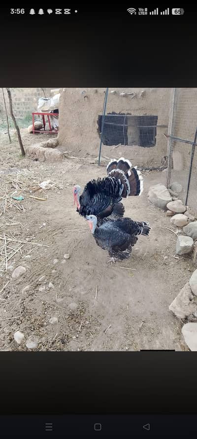 Turkey Breeder pair