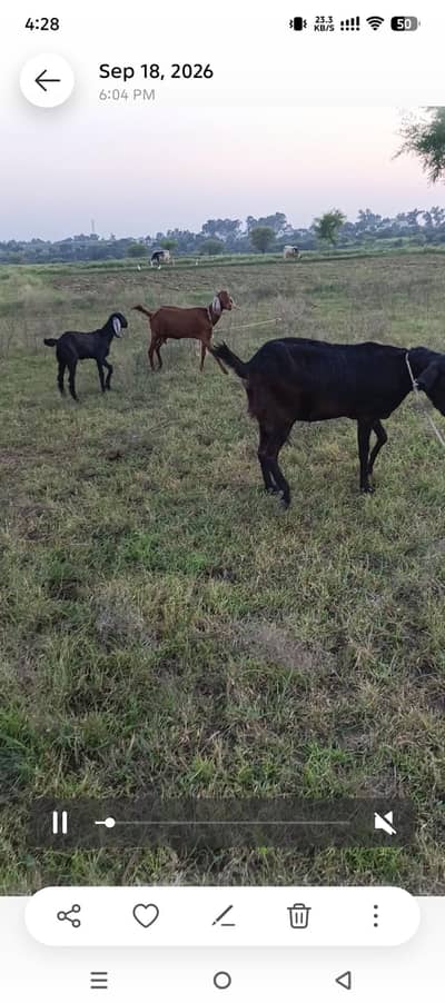 Gabn goat sath path black colored