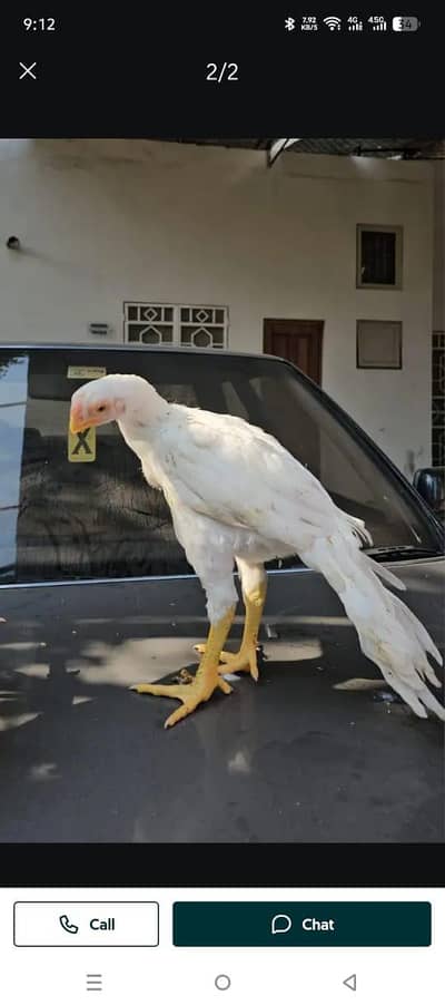Parrot big. murga age 3month my WhatsApp 0323. -----88--11--932