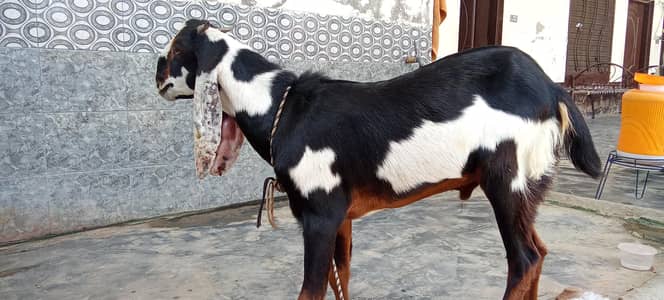 Bakra for sale