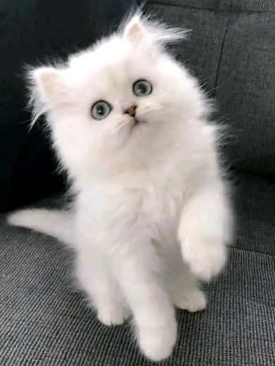 Cat | kittens | Persian | 3 Cote | Fluffy WA mesg 0348 | 0163 +/ 063