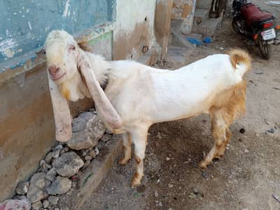 gulabi bredar