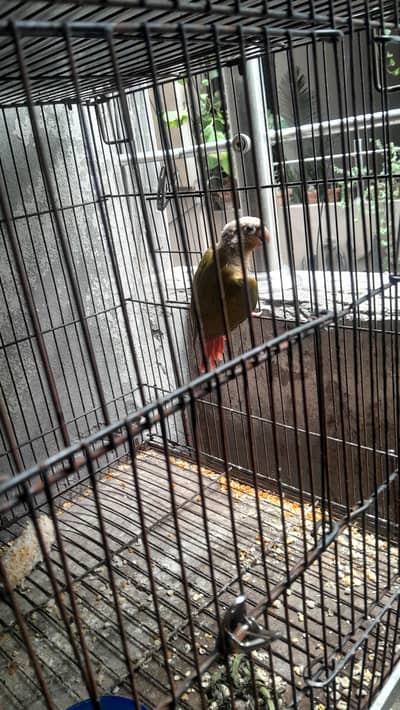pineapple conure