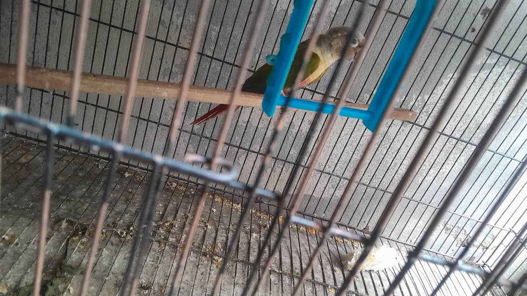 pineapple conure 1