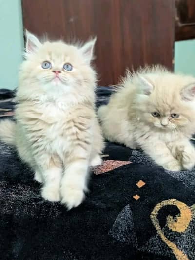 Cat | kittens | Persian | 3 Cote | Fluffy WA mesg 0348 | 0163 ™®™ 063