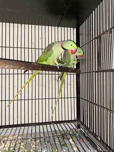 Raw Breeder pair