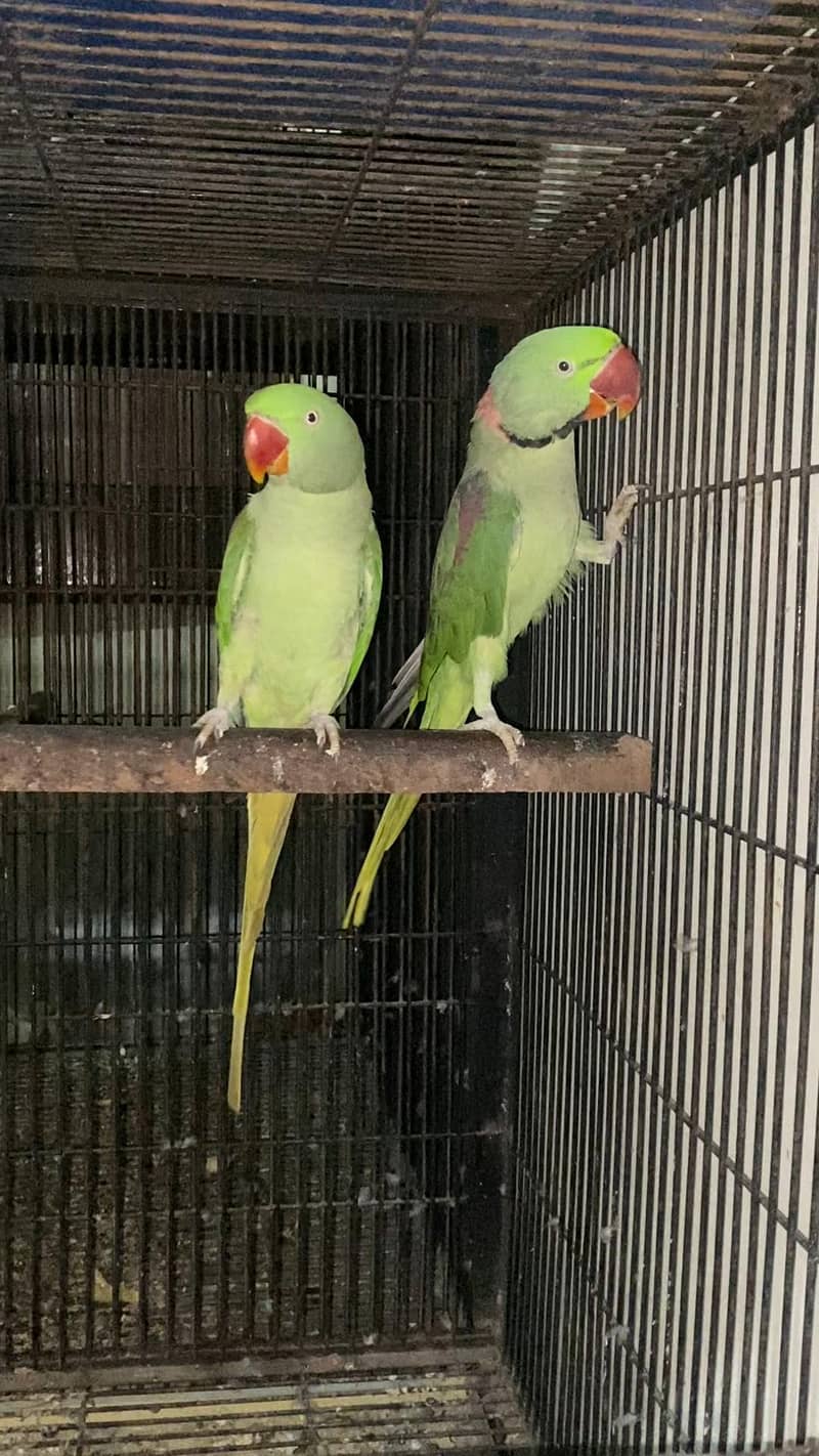 Raw Breeder pair 2