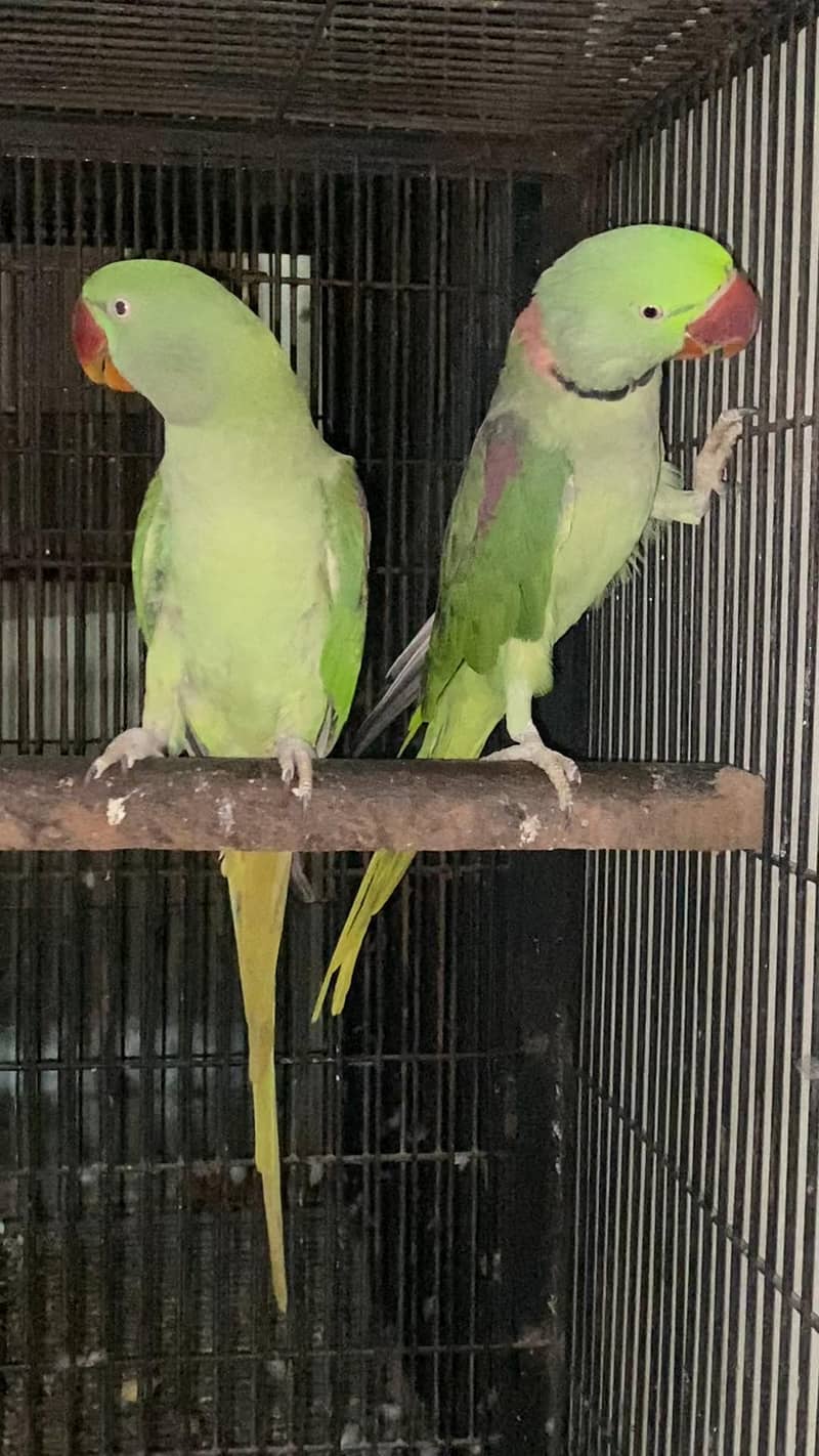 Raw Breeder pair 3