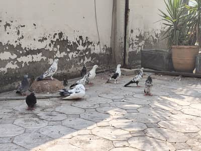 pijon for sale