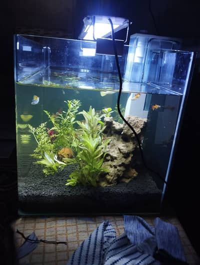 Aquarium and fishes