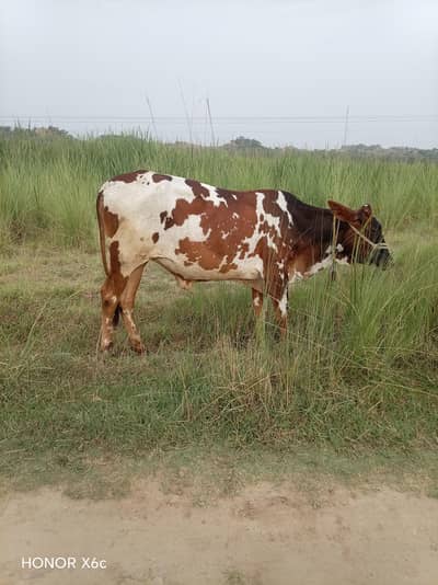 Cow For Sale